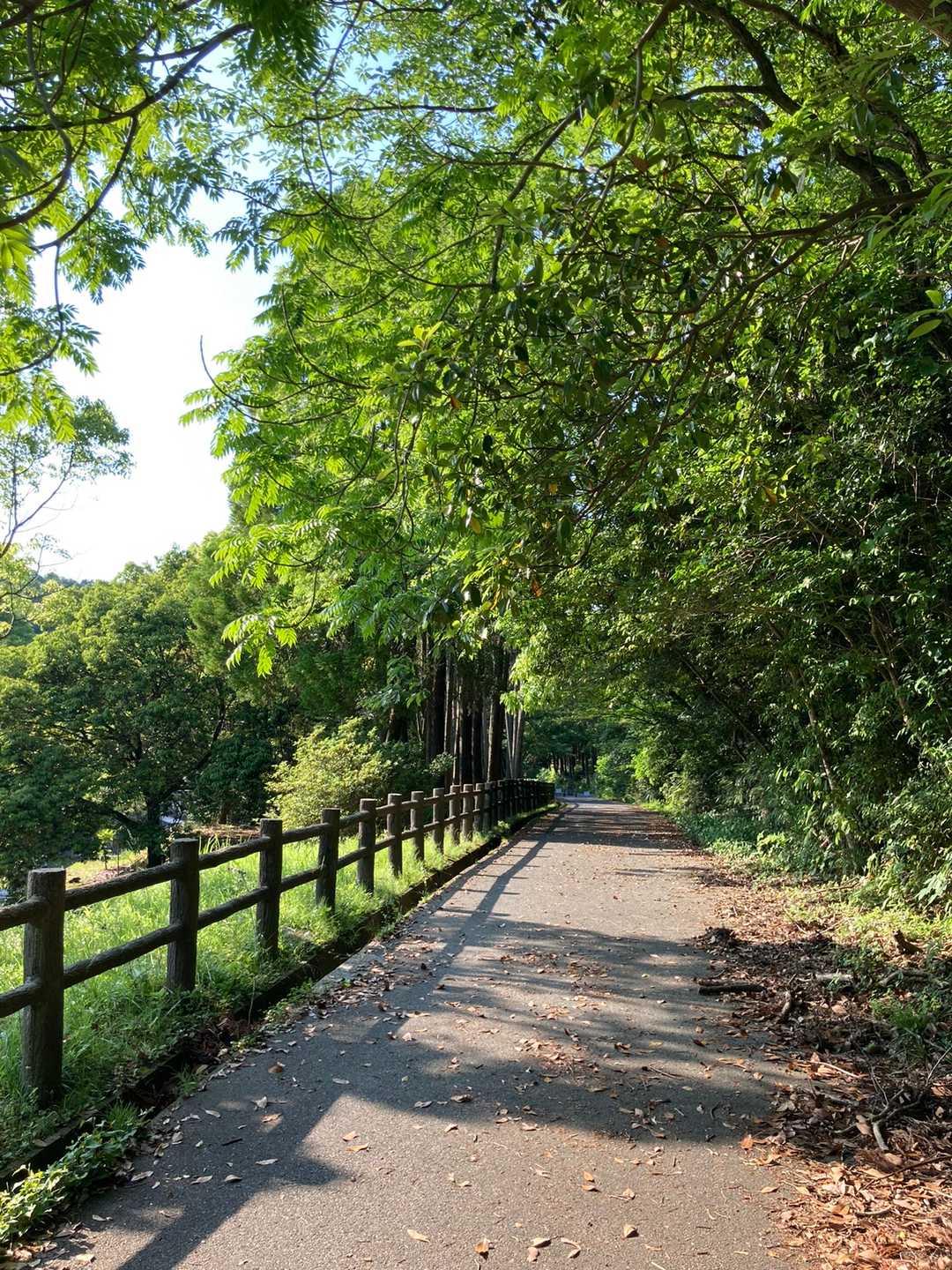 叶岳登山口-叶岳 周回コースの写真