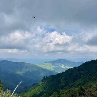 トンボが乱舞してます😳✨