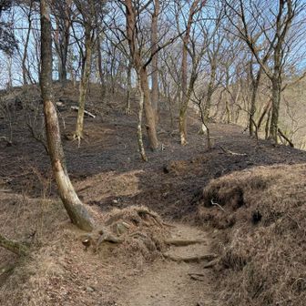 火事の後。広い範囲が炭になってた。