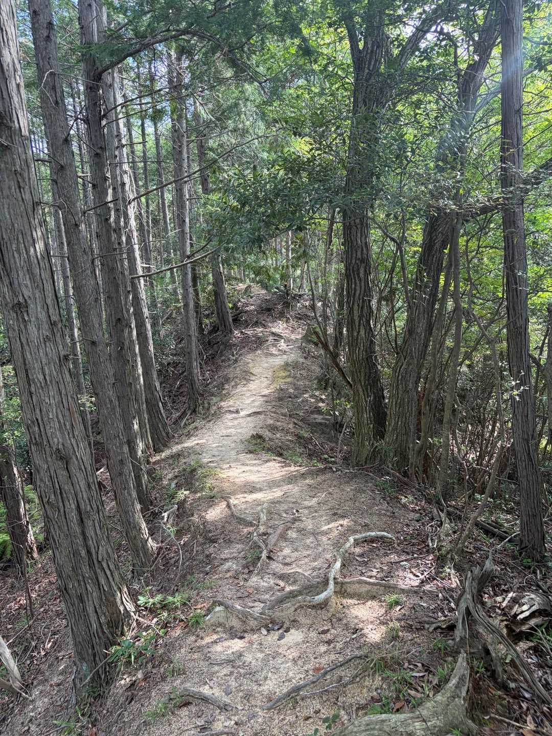 上桐生登山口-鶏冠山 往復コースの写真