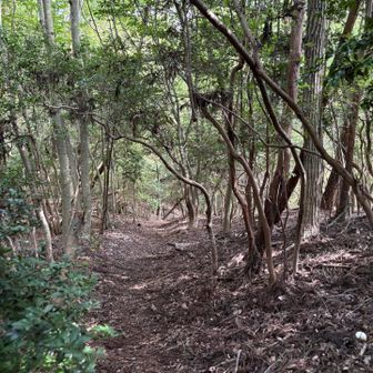 こんな感じの長閑な道が多い🚶‍♀️