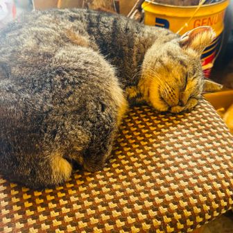 猫ちゃん、ぬくぬくすやすや💤