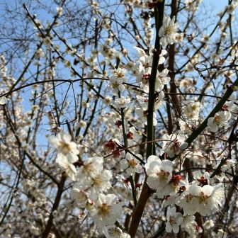 梅の花満開。
もう、4月になるもんね〜。