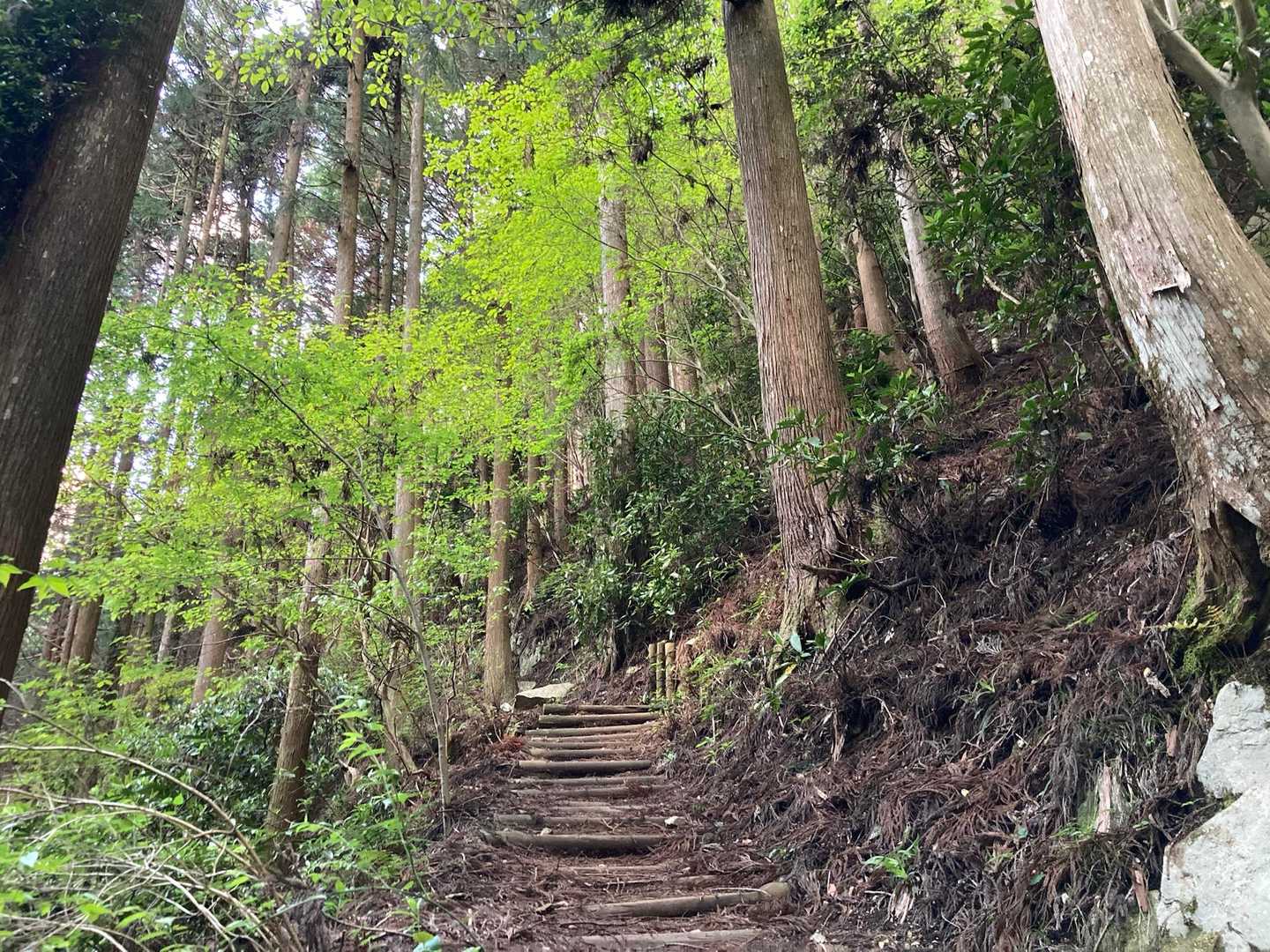 新緑がきれい✨