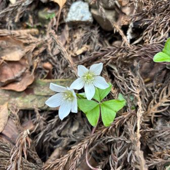 登山口近くにカタバミの花が咲いてました
朝は暗くて気づかんかったけどやっぱり可愛いなー(*´∇｀*)
