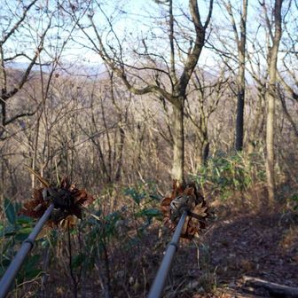 落ち葉が刺さった