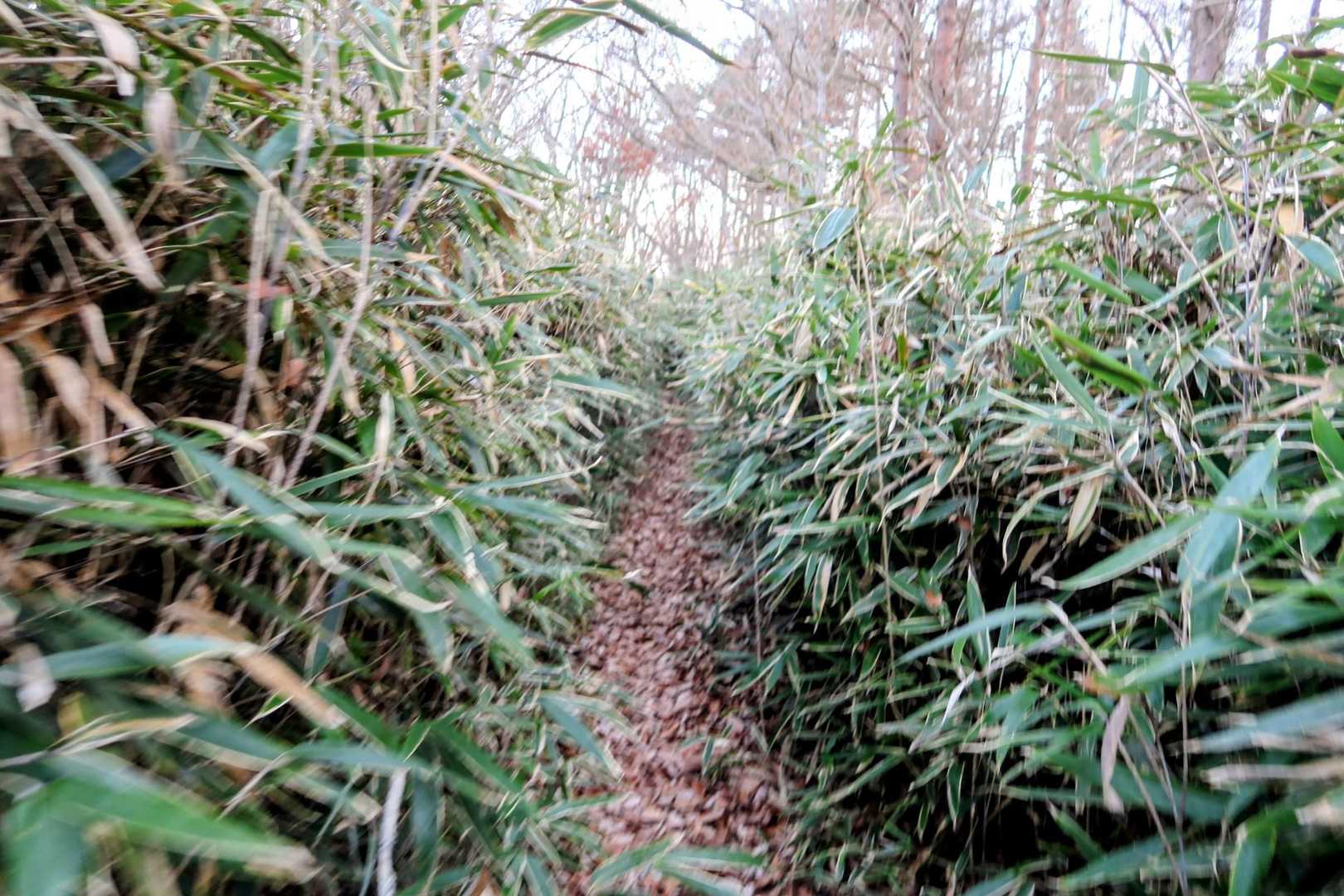 冬場なのに～笹がだいぶ茂ってます💦