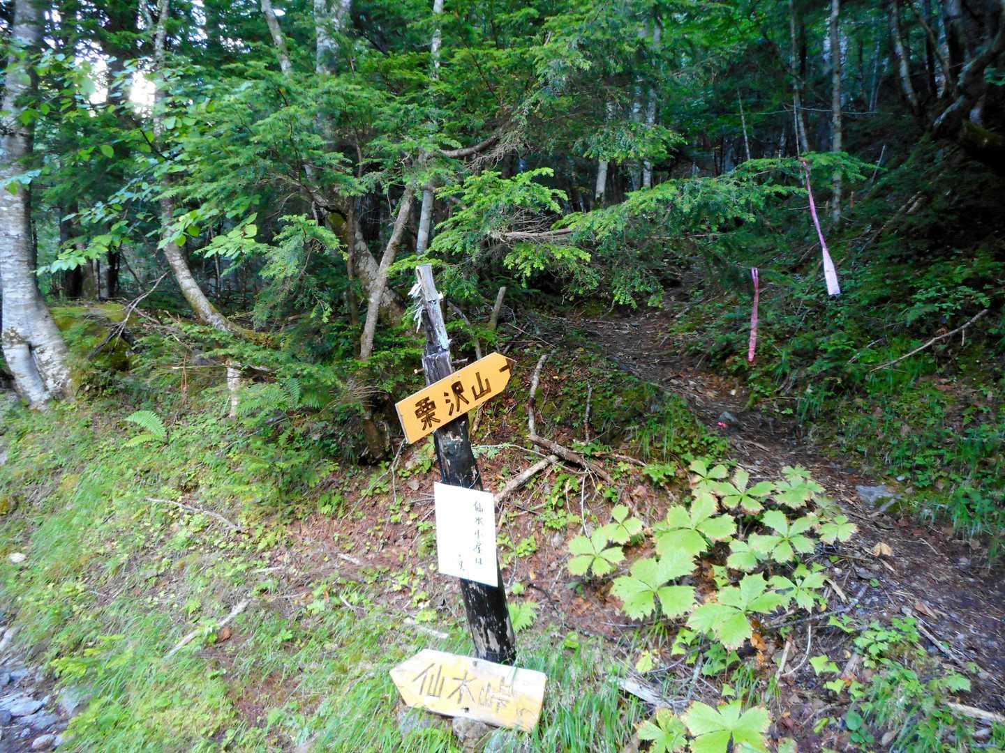 アサヨ峰（北沢峠）＜栗沢山＞の写真