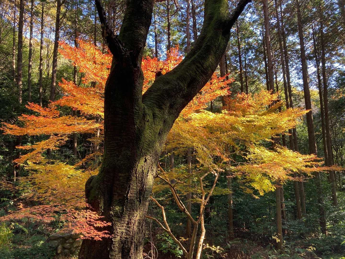 白山大権現参道口-野一色権現山-洞山 往復コースの写真