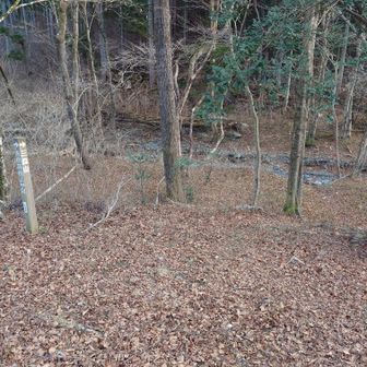 林道を歩いていると　右手がルート