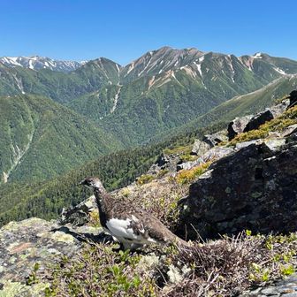 ひらぱー兄さん