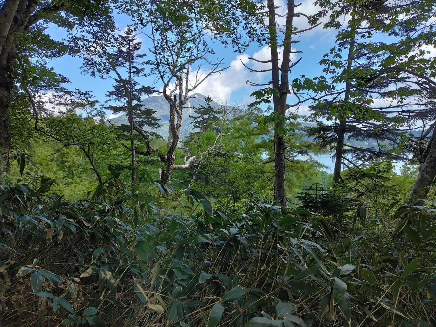 階段と木道とを黙々と歩き、ここで尾瀬沼と燧ヶ岳に出会います🎵