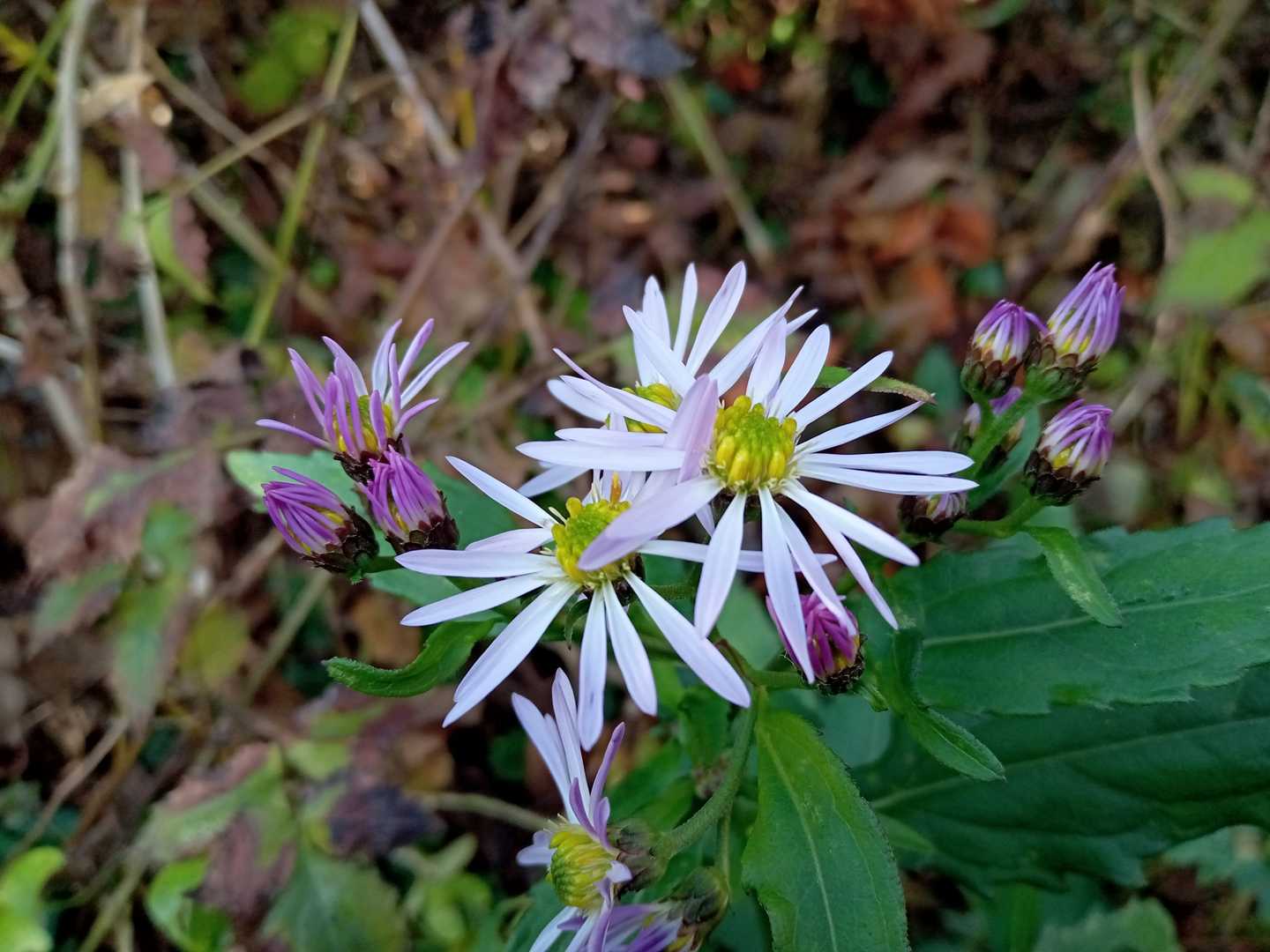 本日唯一撮影した花🌼