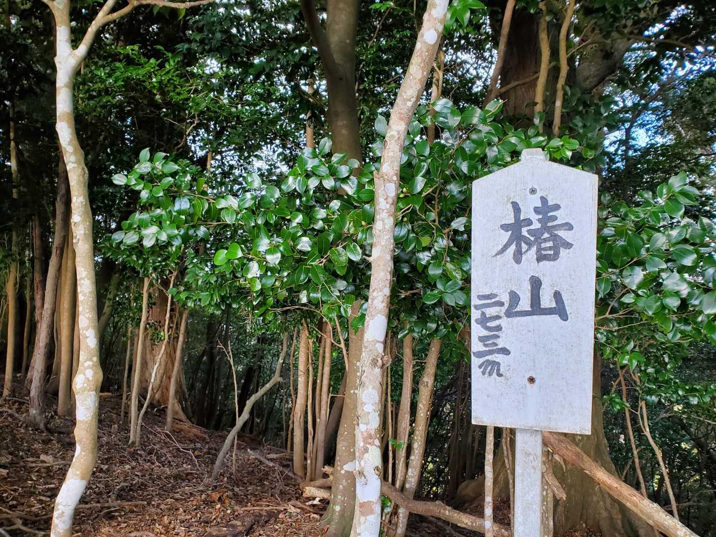 椿山⛰️山頂ゲット🙌