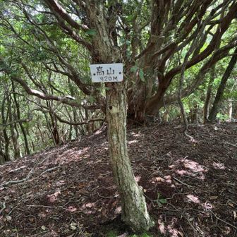 高山山頂。一回通り過ぎる😅