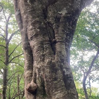 さらに巨木のブナ
樹齢100ではきかないかな