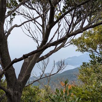 ちょこっと眺望が…
海だ〜🟦🤩
春がすみかぁ😔
