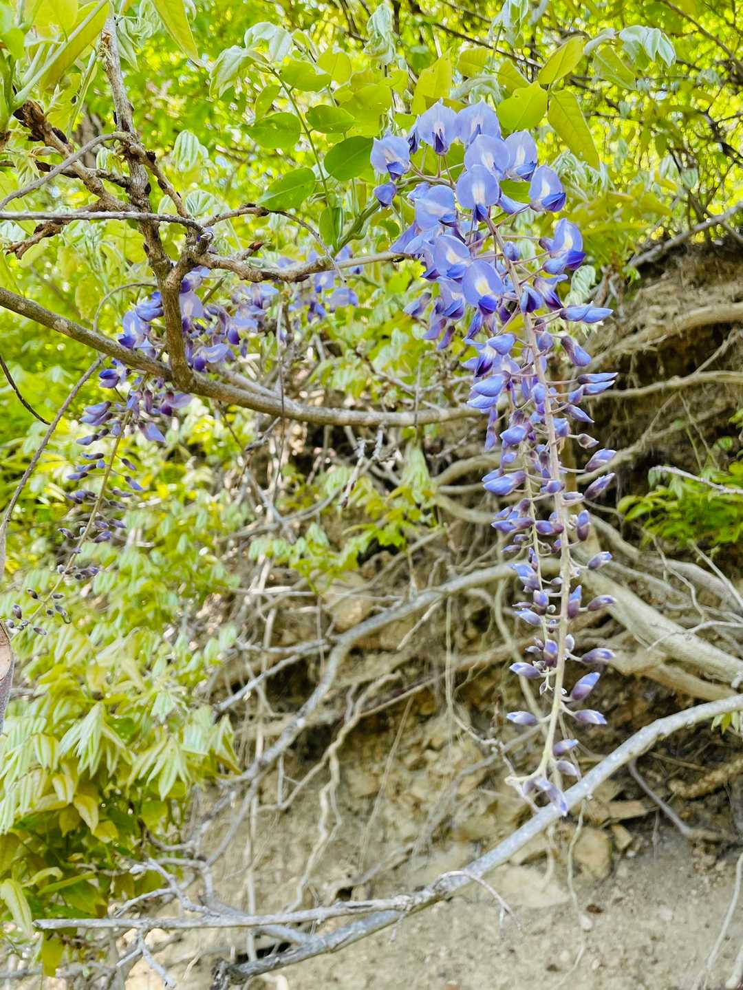 藤の花💜