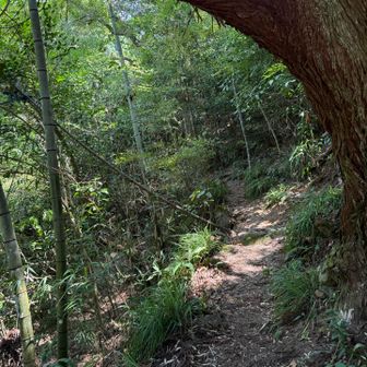 入山後すぐはまだしっかり登山道あります