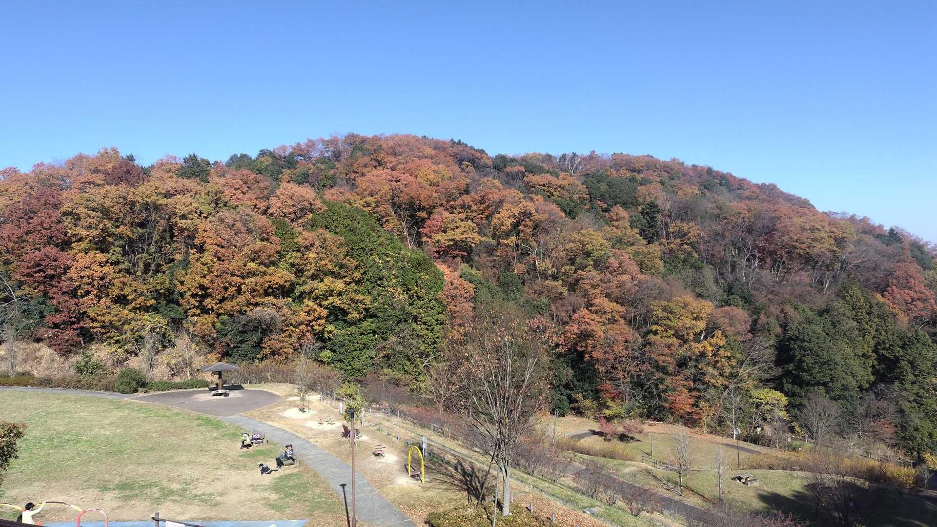 柏木山-赤根峠-龍崖山 周回コースの写真