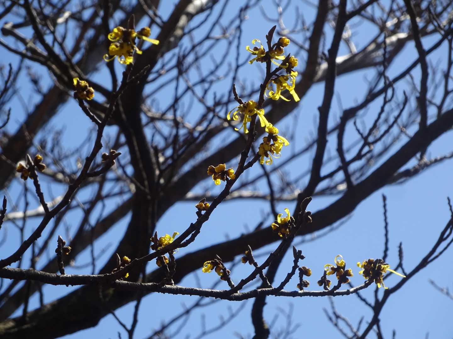 さて、今年のマンサクは？ / やめっちさんの釈迦岳・御前岳の活動