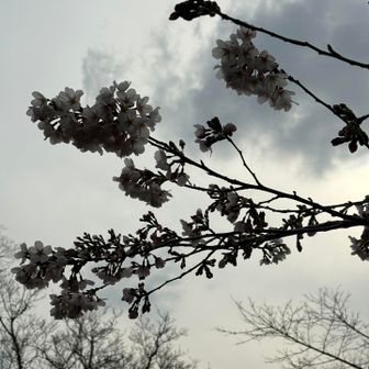 ソメイヨシノ🌸