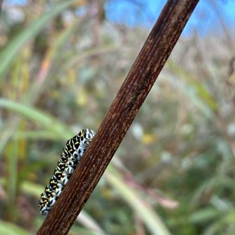 🐛