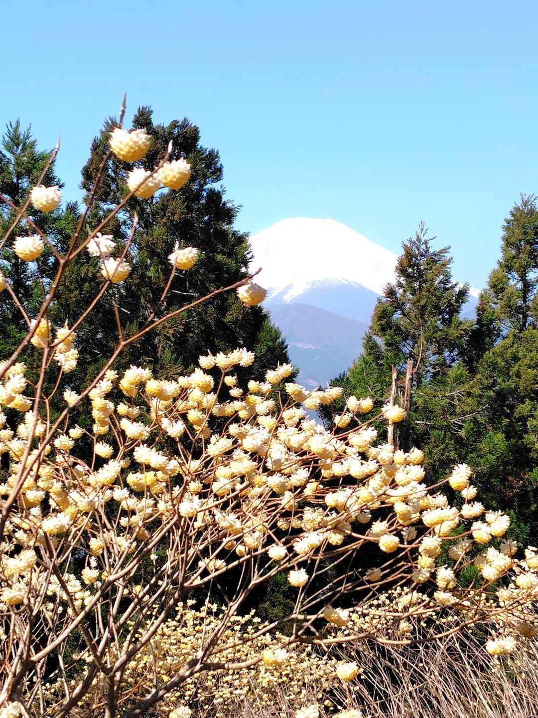ミツバ岳登山口-大出山 往復コースの写真