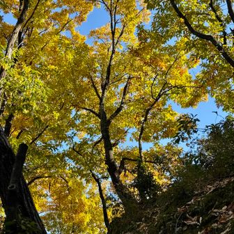 低山は今がとても🍁が綺麗ですね♡