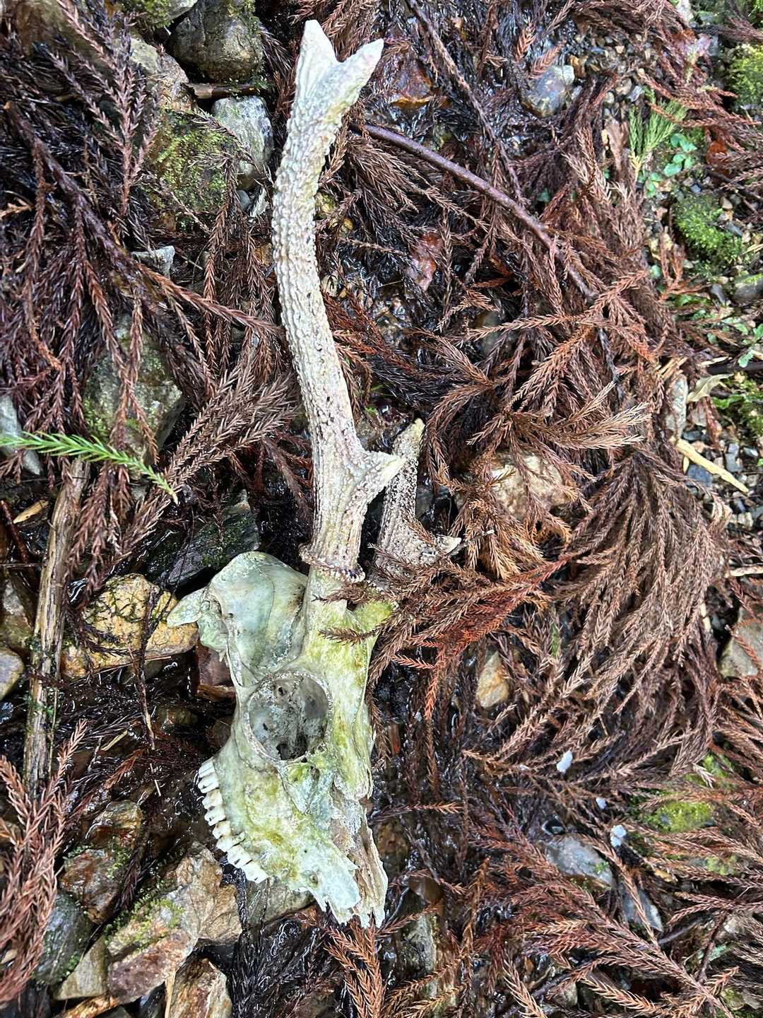 浄水場より少し下がった所で鹿の髑髏発見
角つきを見るのは初めてです。
角だけならいいが、髑髏付きはなんか不気味😅