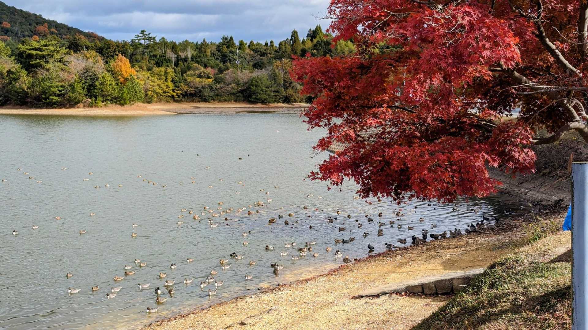 またカモが寄ってきた～