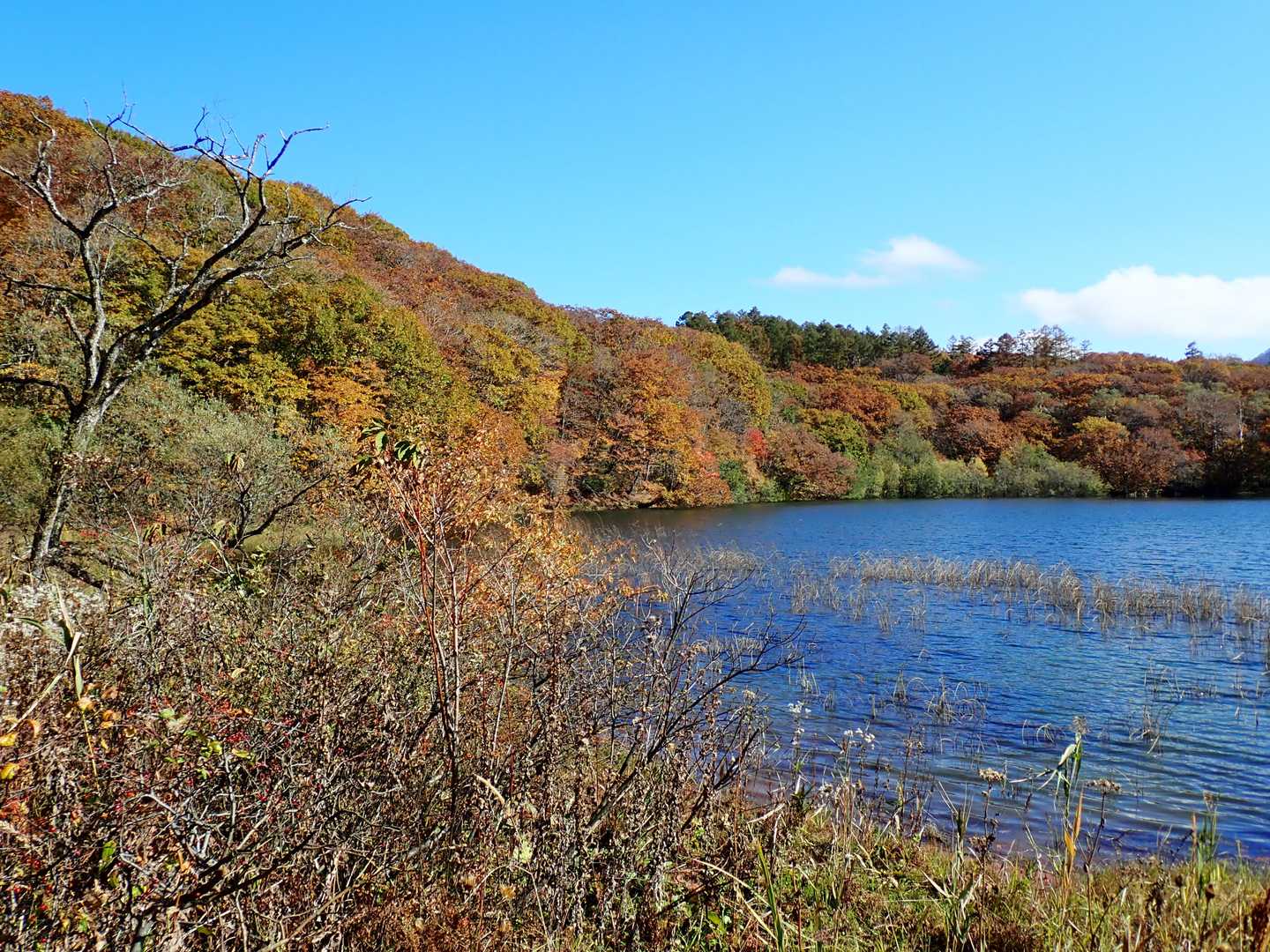 大橋登山口-種池-黒姫山-西登山口 周回コースの写真