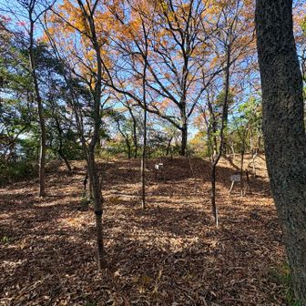 この辺りが桜山のピーク
お腹空きました😣下山しましょう