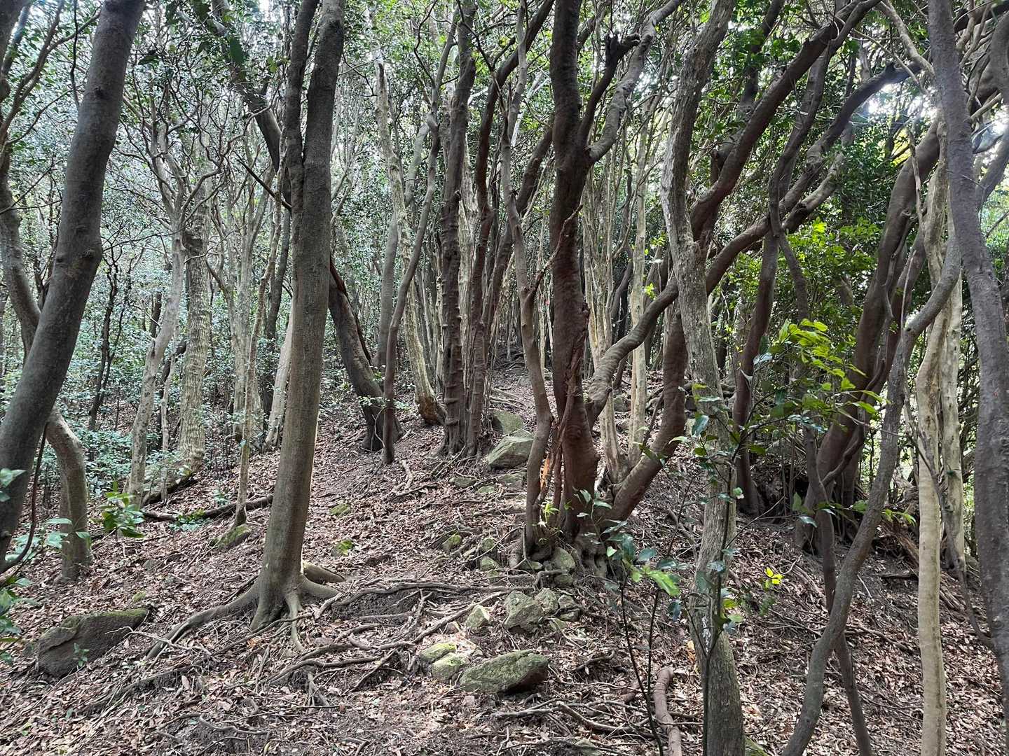 前半は赤テープがあるが途中からまばらになってきます。
先人の軌跡をダウンロードしておく事が大事です😄