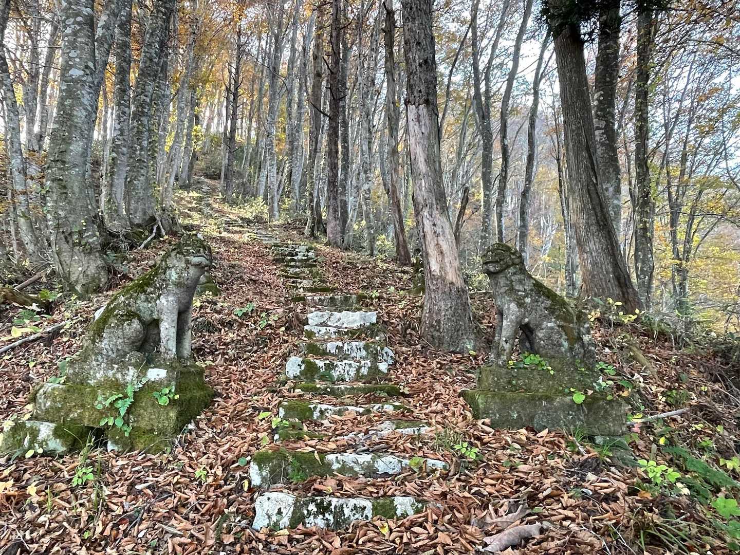 ここから360段を超えると言う苔むしったら石段を登ります💦
まずは狛犬さんのお出迎え💕