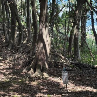 分岐まで戻ってきて　狩音山へ向かいます