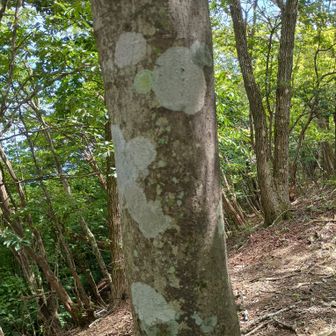 カエデのちいさんぽも😄