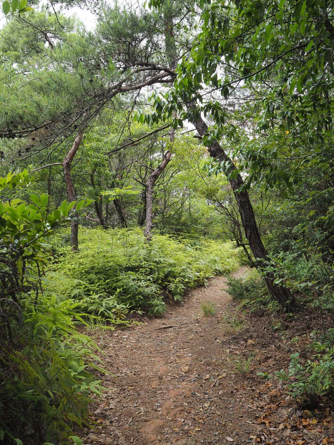 🌿尾根道の平地になるとコシダが優占しています。
チャート岩が見られます。地盤が変ったことも影響があるかも・・。