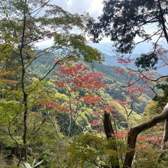 色付きが多い部分