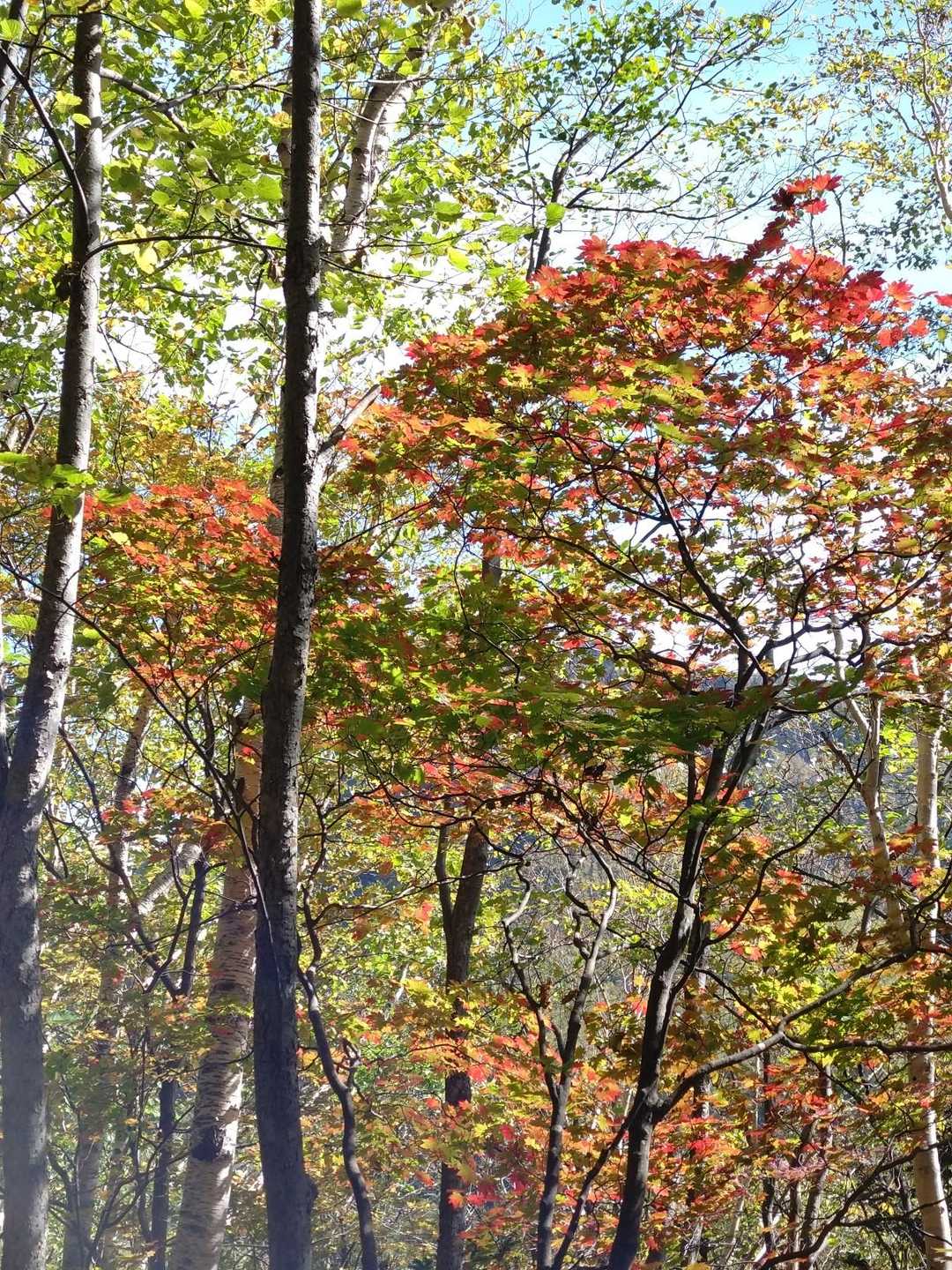 🍁