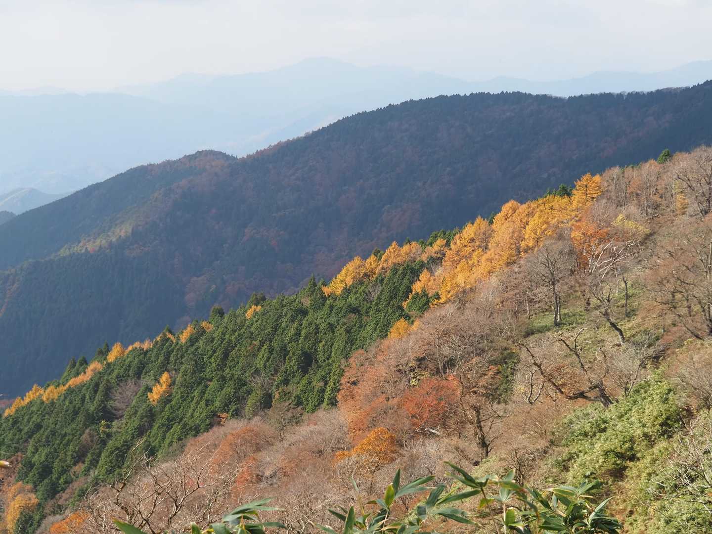 山の中腹にほ綺麗な黃葉💛
