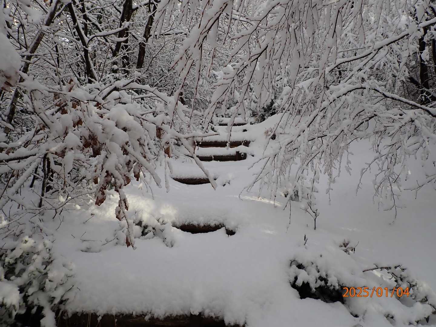 雪で垂れた枝に阻まれます
