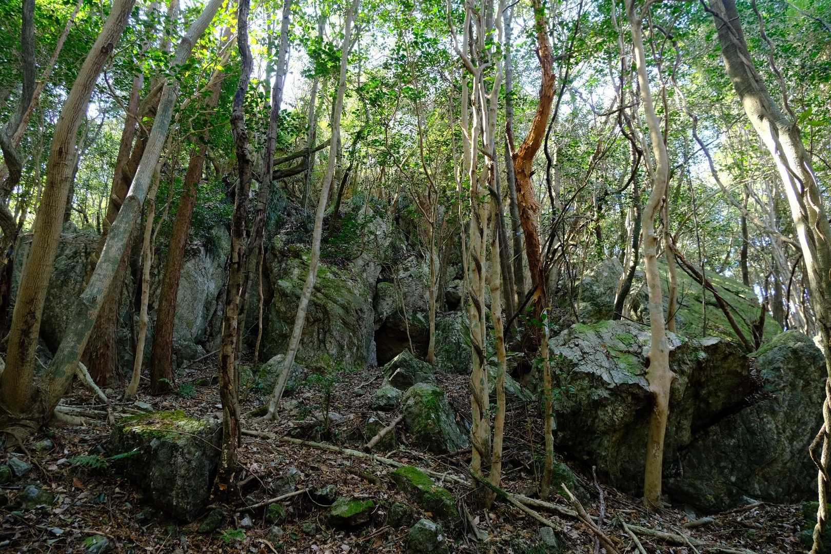 大滝山登山口-大滝山 往復コースの写真