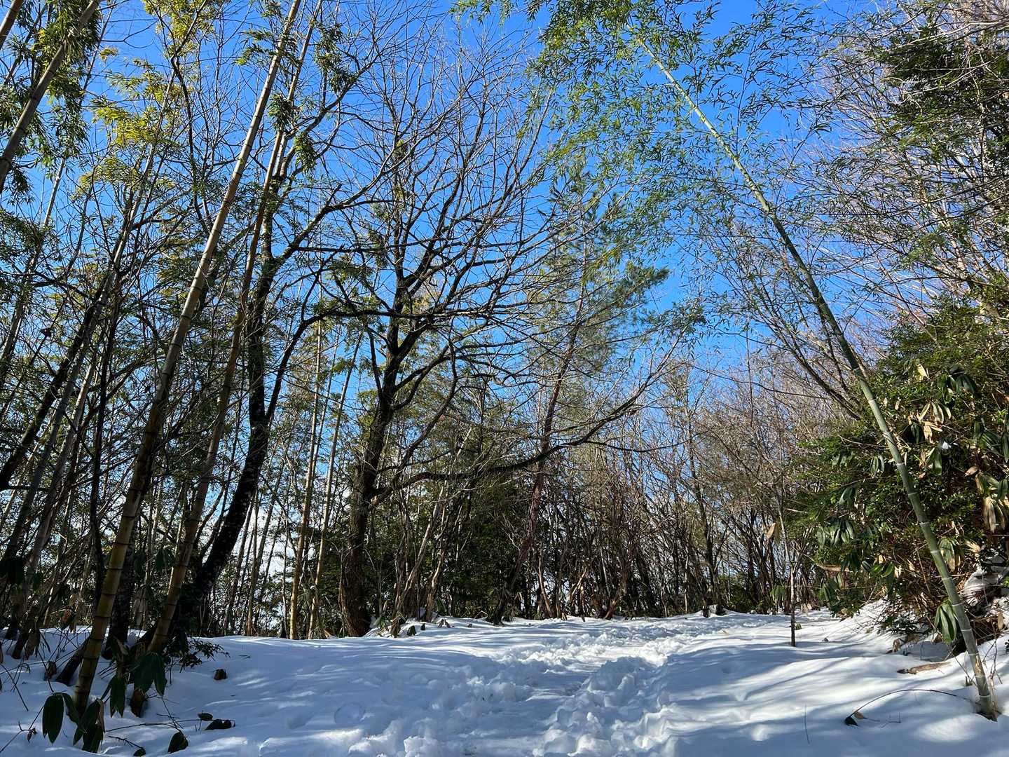 下二上遊歩道-二上山 往復コースの写真