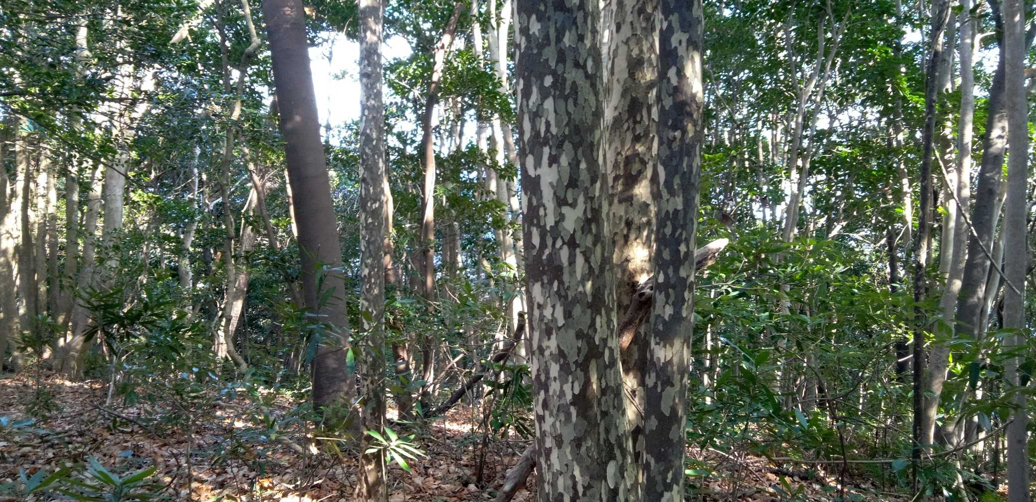 カゴノキ。この辺りが山頂マークの位置⁉️三角点、山頂とも樹林の中で展望はありません😩