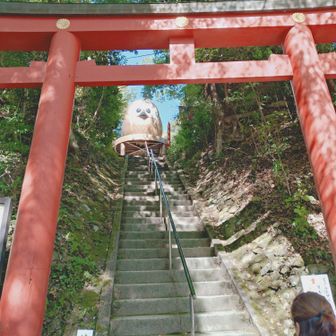 同僚のオススメで、ふくろうとアジサイが有名な鷲子山上神社へ。
駐車場から本殿に向かう途中の鳥居を見上げると⋯でかっ！🦉