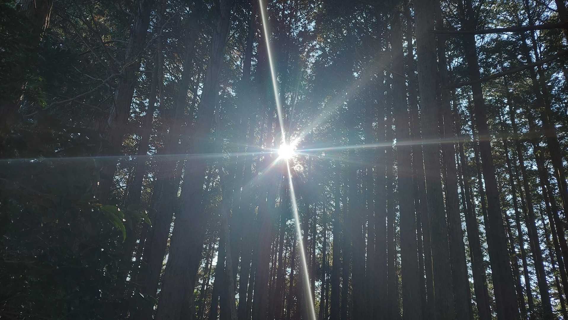 大明神山登山口-秋葉山大権現-大明神山-瀬戸谷ノ高 往復コースの写真