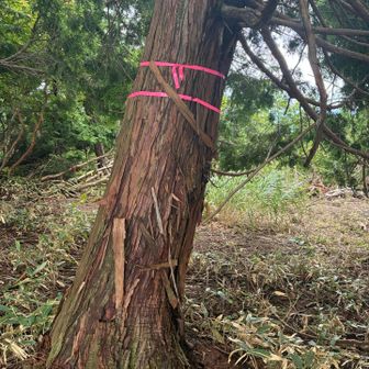 ここが山頂？