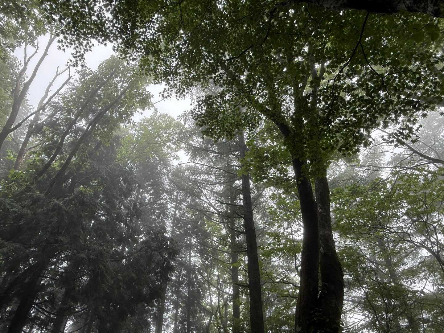 笠菅峠-泉山 往復コースの写真