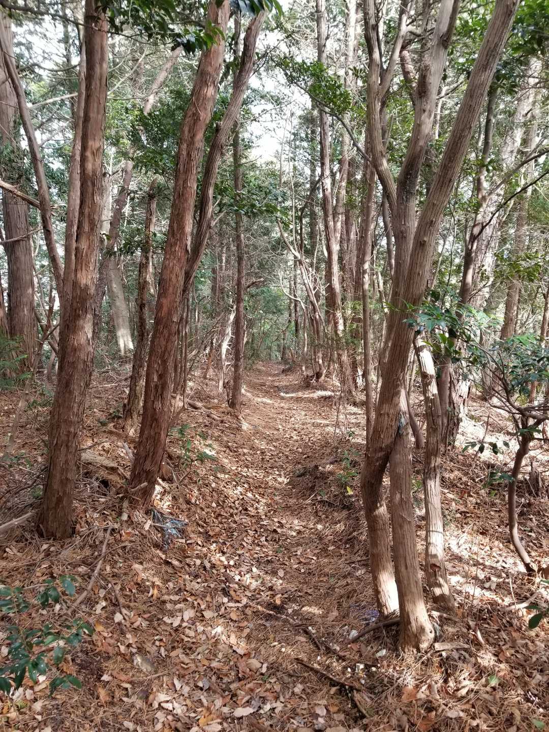 気持ちがスーっとする✨